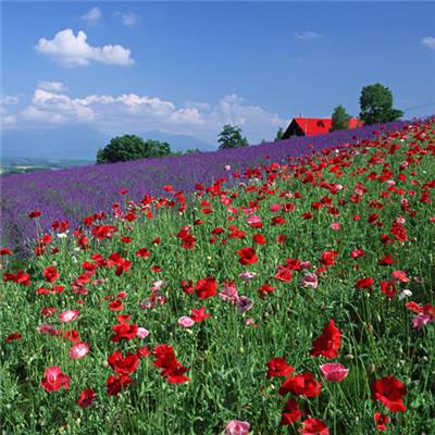 开博体育官方app下载